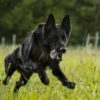 Non_Stop_LINE_HARNESS_GRIP_LONG_Working_Dog