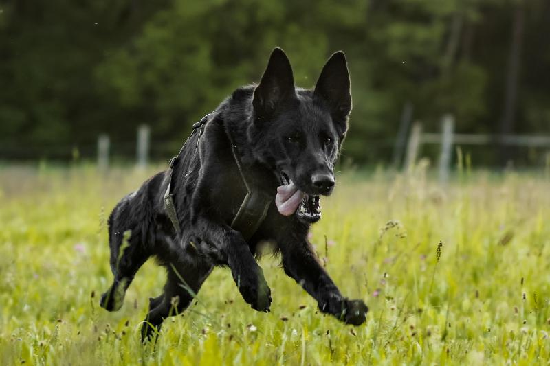 Non_Stop_LINE_HARNESS_GRIP_LONG_Working_Dog