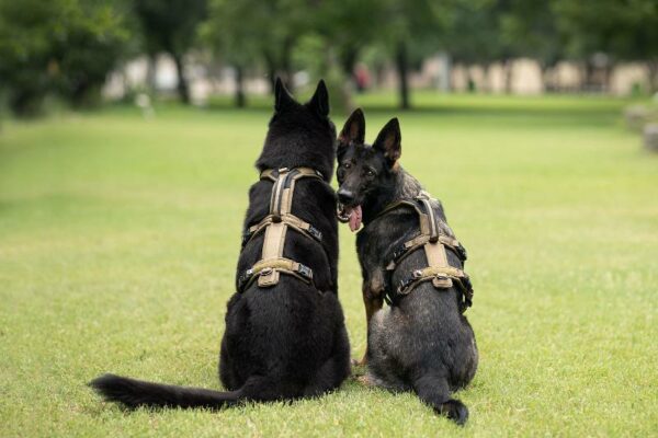 Non_Stop_LINE_HARNESS_GRIP_LONG_Working_Dog