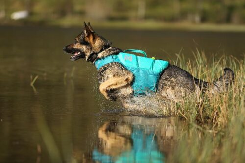 PROTECTOR_LIFE_JACKET__KOIRAN_PELASTUSLIIVIT__Teal