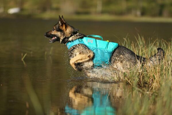 PROTECTOR_LIFE_JACKET__KOIRAN_PELASTUSLIIVIT__Teal