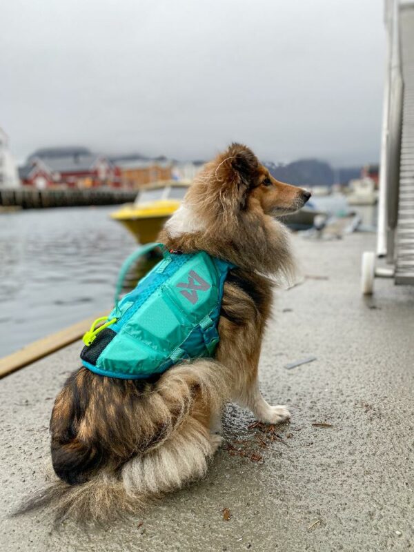 PROTECTOR_LIFE_JACKET__KOIRAN_PELASTUSLIIVIT__Teal