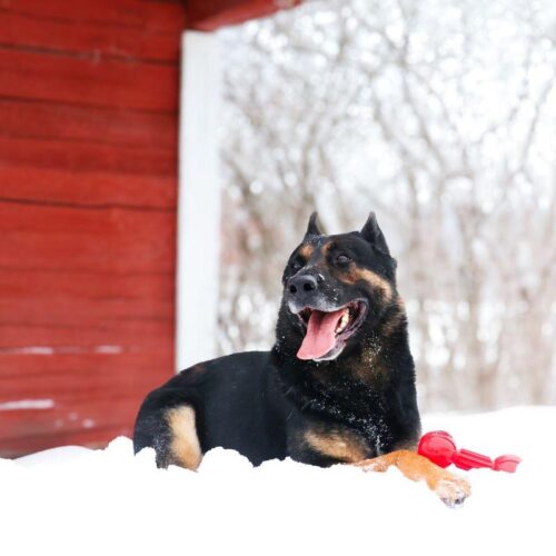 NERF_DOG_Retriever_purulelu__punainen