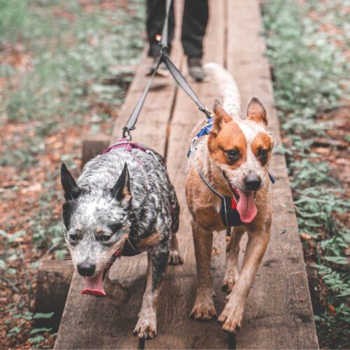 Touring_double__jakaja_talutushihnaan