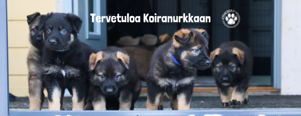 Koiranurkka