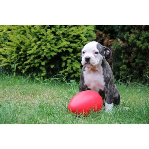 Jolly_Ball_Egg_Punainen_L