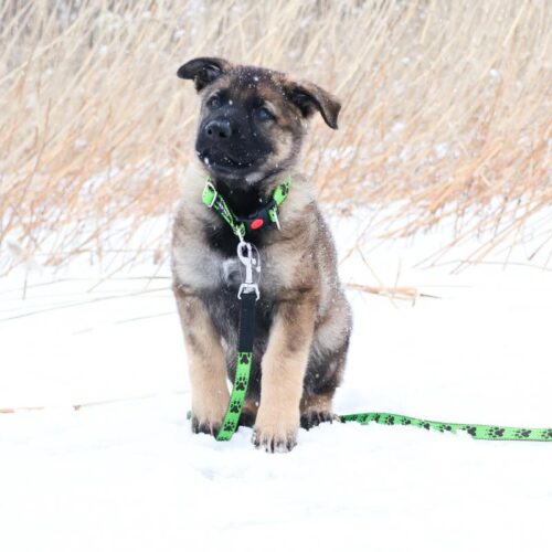 JALEN_Tassuhihna_2_M_15_mm