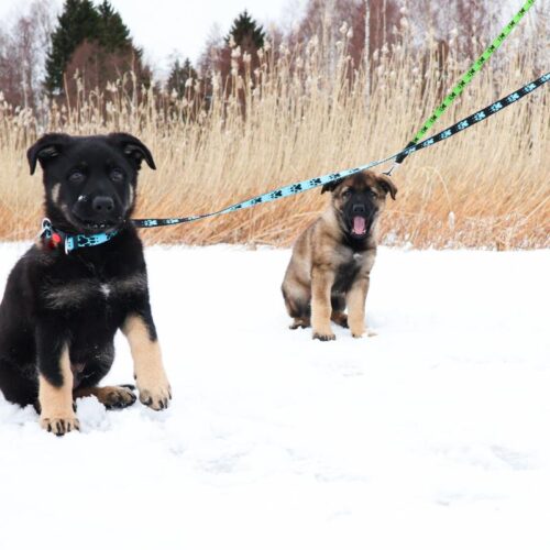 JALEN_Tassuhihna_2_M_15_mm