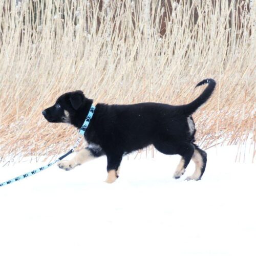 JALEN_Tassupanta_25_40_cm__15_mm