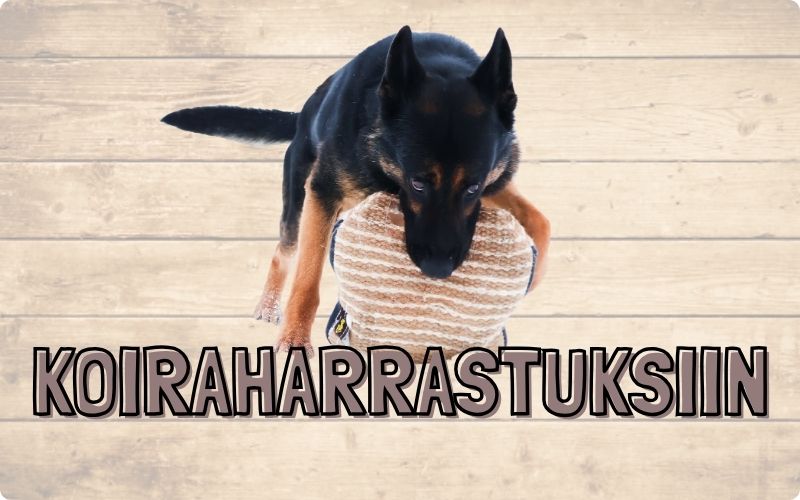 Tarvikkeet koiraharrastuksiin