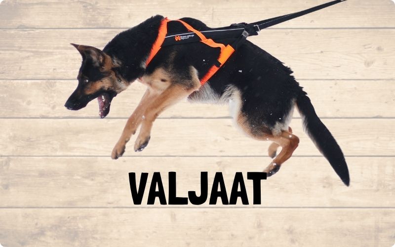Valjaat koiralle