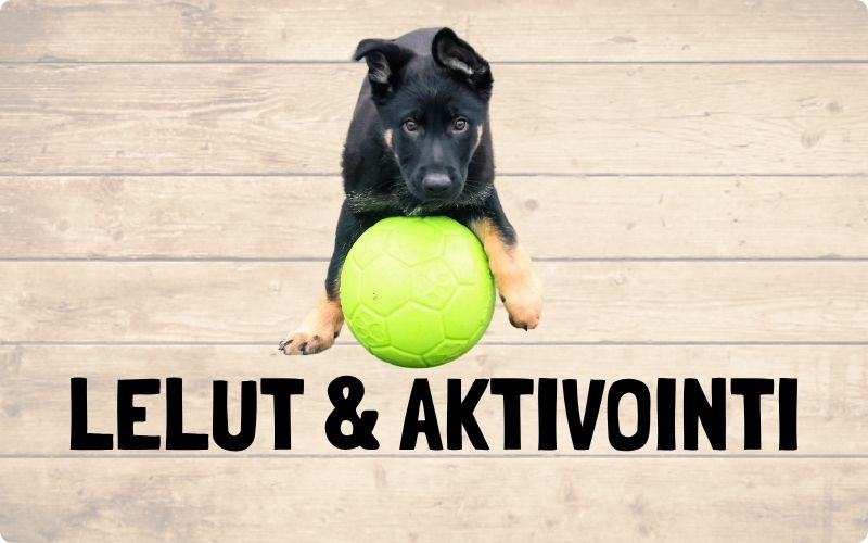 Koiran lelut ja aktivointi