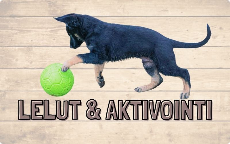 Koiran lelut ja aktivointi