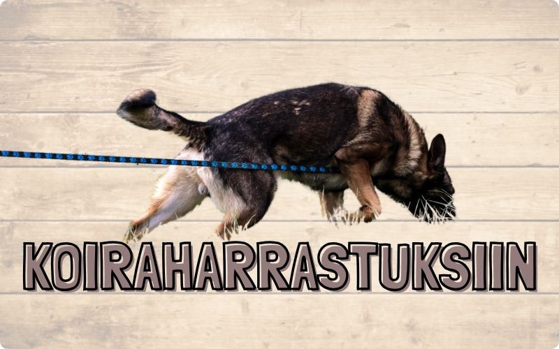 Koiranurkka