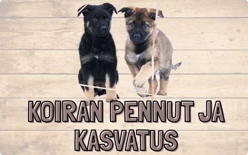 Koiranurkka