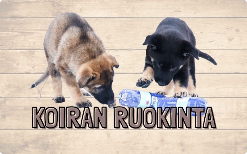 Koiran ruokinta