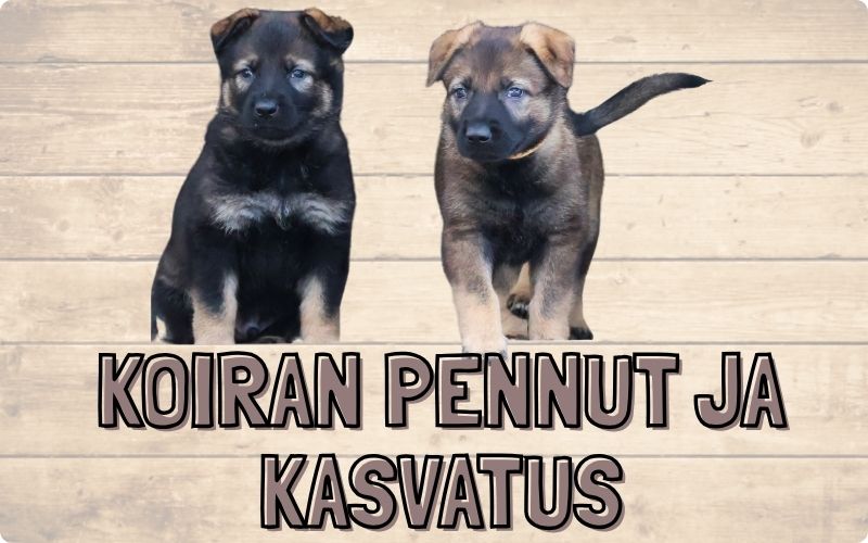 Koiran pennut ja kasvatus
