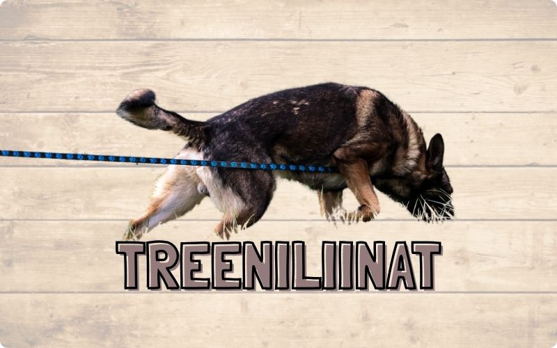 Koiran treeni- ja jälkiliinat