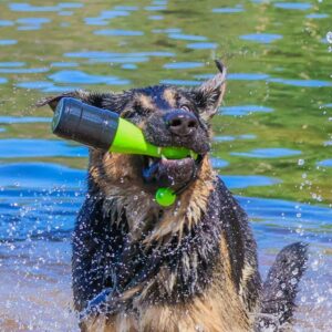 Dog_Comets_Bobber-_Koiran_uimalelu_Vihrea