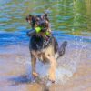 Dog_Comets_Bobber__Koiran_uimalelu_Vihrea
