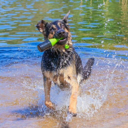 Dog_Comets_Bobber__Koiran_uimalelu_Vihrea