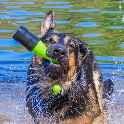 Dog_Comets_Bobber__Koiran_uimalelu_Vihrea