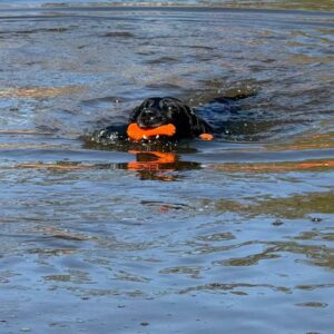 Dog_Comets_Bobber-_Koiran_uimalelu_oranssi