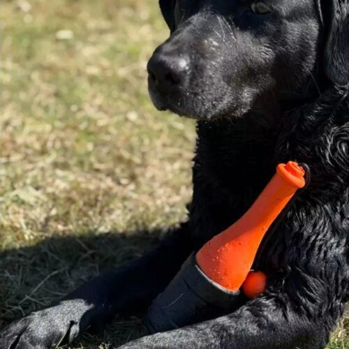 Dog_Comets_Bobber__Koiran_uimalelu_oranssi