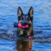 Dog_Comets_Bobber-_Koiran_uimalelu_pinkki