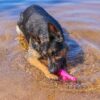 Dog_Comets_Bobber__Koiran_uimalelu_pinkki