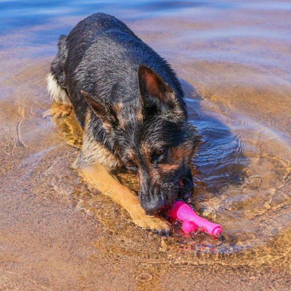 Dog_Comets_Bobber__Koiran_uimalelu_pinkki