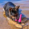 Dog_Comets_Bobber__Koiran_uimalelu_pinkki