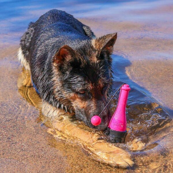 Dog_Comets_Bobber__Koiran_uimalelu_pinkki