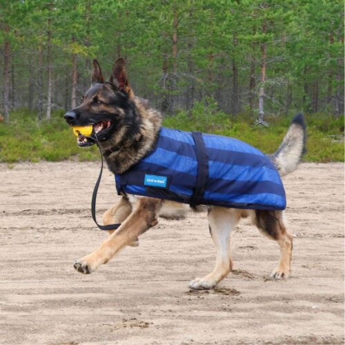 COOL_ON_TRACK_VIILENTAVA_KOIRANTAKKI