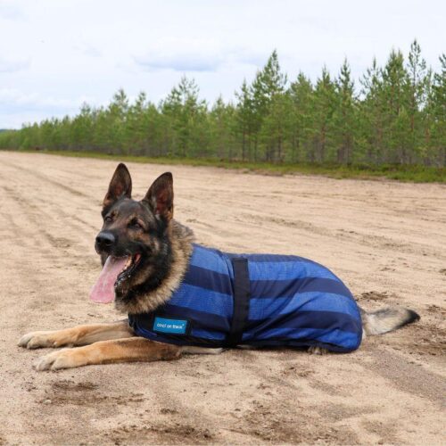 COOL_ON_TRACK_VIILENTAVA_KOIRANTAKKI