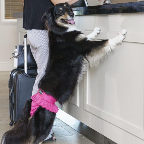 FN410700_FINNERO_Ballerina_Lace_narttusuoja_koiralle_2_jpg