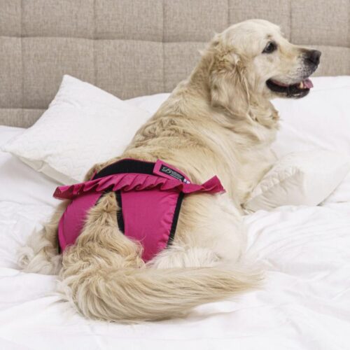 FN410700_FINNERO_Ballerina_Lace_narttusuoja_koiralle_7_jpg