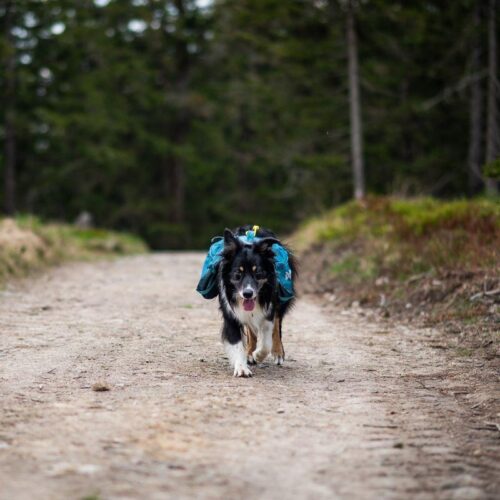 Trail_quest_dog_backpack_-_koiran_reppu__teal