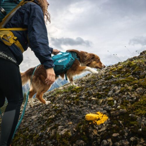 Trail_quest_dog_backpack_-_koiran_reppu__teal