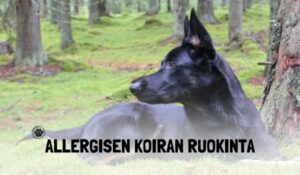 Allergisen ja herkkävatsaisen koiran ruokinta