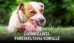 koiran luonnonmukainen ruokinta