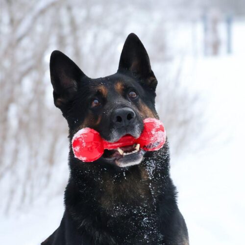 NE124_NERF_DOG_Retriever_purulelu_punainen_1_jpg
