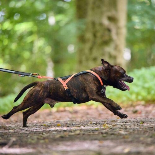 Rush_harness___ergonominen_vetovaljas_koirille__oranssi