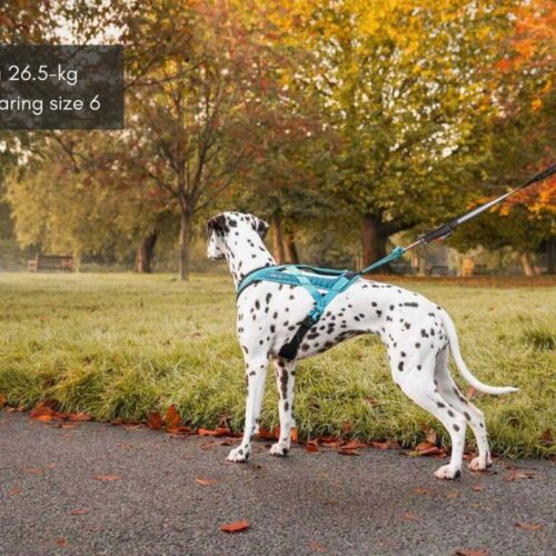 NS89785478_Rush_harness_ergonominen_vetovaljas_koirille_oranssi_2_jpg