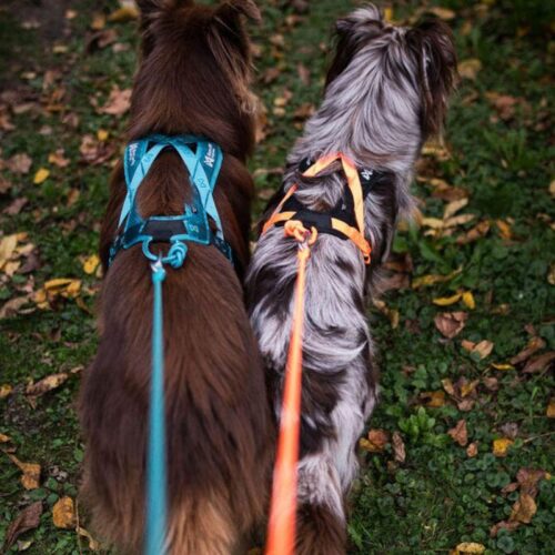 NS89785478_Rush_harness_ergonominen_vetovaljas_koirille_oranssi_3_jpg