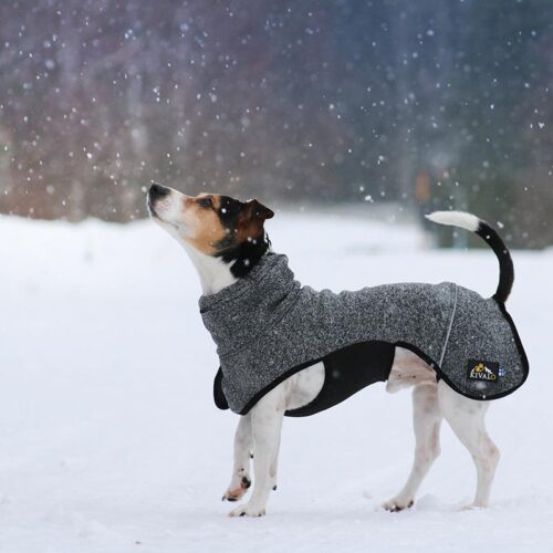 P1551_Kivalo_koiran_Lampopaita_Luppo_2_jpg