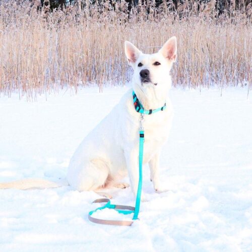 Karlie_monitoimihihna__petrol-beige