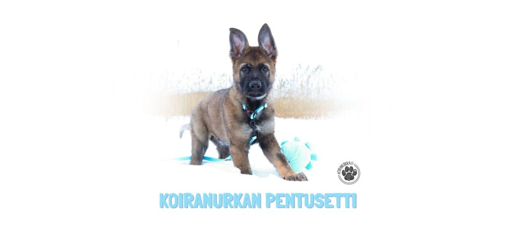 Koiranurkka