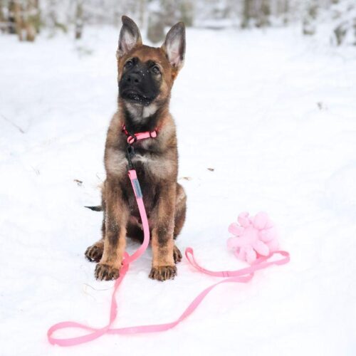 Koiranurkka_Pentusetti__M