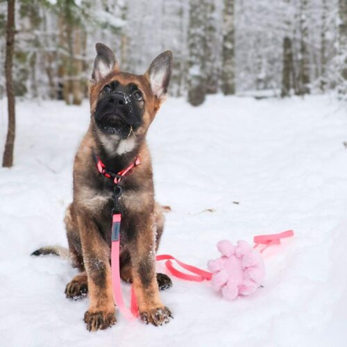 KN_25_40_225_PS_Koiranurkka_Pentusetti_M_3_jpg